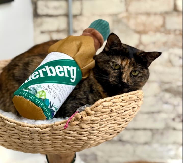 Roux, Thomas and Victoria's tailless cat, curled up in a basket.